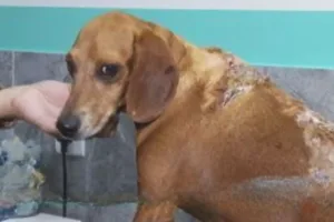 cachorro-ferido-com-oleo-quente:-mp-go-avalia-nao-propor-acordo