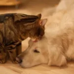 lei-define-guarda-compartilhada-de-pets;-veja-detalhes