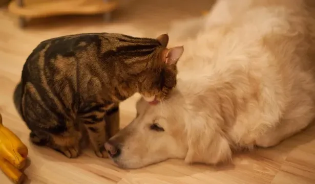 lei-define-guarda-compartilhada-de-pets;-veja-detalhes