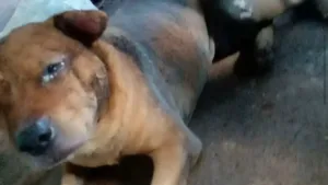 cachorro-queimado-por-mecanico-nao-resiste-aos-ferimentos-e-morre-em-goiania