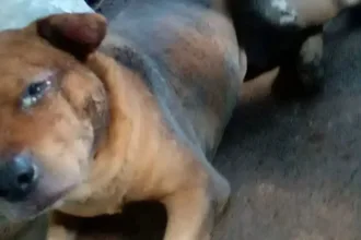 cachorro-queimado-por-mecanico-nao-resiste-aos-ferimentos-e-morre-em-goiania