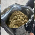 operacao-apreende-quase-meia-tonelada-de-maconha-hidroponica-no-rj.-video