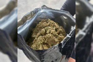 operacao-apreende-quase-meia-tonelada-de-maconha-hidroponica-no-rj.-video