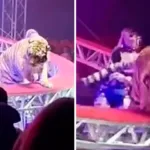 rede-de-protecao-cai-e-tigre-salta-para-o-meio-de-espectadores-em-circo-na-russia;-video-–-globo