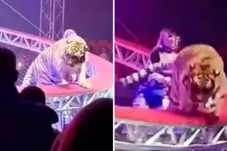 rede-de-protecao-cai-e-tigre-salta-para-o-meio-de-espectadores-em-circo-na-russia;-video-–-globo