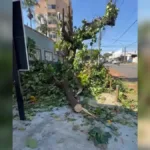 poda-de-arvore-sete-copas-gera-reclamacoes-de-comerciantes-em-goiania:-‘depenada’
