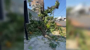 poda-de-arvore-sete-copas-gera-reclamacoes-de-comerciantes-em-goiania:-‘depenada’