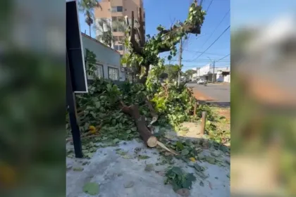 poda-de-arvore-sete-copas-gera-reclamacoes-de-comerciantes-em-goiania:-‘depenada’