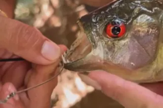 turistas-alertam-para-presenca-de-piranhas-em-lago-de-caldas-novas