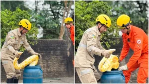 bombeiros-resgatam-cobra-de-quase-4-metros-no-centro-de-aruana