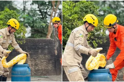 bombeiros-resgatam-cobra-de-quase-4-metros-no-centro-de-aruana