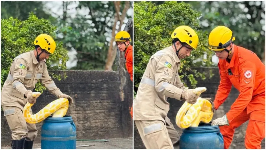 bombeiros-resgatam-cobra-de-quase-4-metros-no-centro-de-aruana