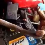 cobra-em-carro,-no-muro-e-jiboia-na-rua-assustam-moradores-em-luziania