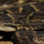 goias-registra-quatro-mortes-e-584-acidentes-com-cobras-em-apenas-quatro-meses;-saiba-como-agir