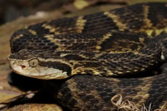 goias-registra-quatro-mortes-e-584-acidentes-com-cobras-em-apenas-quatro-meses;-saiba-como-agir