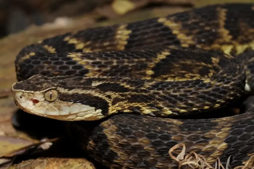 goias-registra-quatro-mortes-e-584-acidentes-com-cobras-em-apenas-quatro-meses;-saiba-como-agir