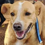 mexico-reconhece-‘cachorro-caramelo’-como-raca-mexicana-e-provoca-reacao-de-brasileiros-nas-redes-sociais