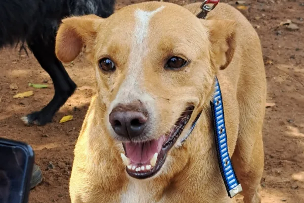 mexico-reconhece-‘cachorro-caramelo’-como-raca-mexicana-e-provoca-reacao-de-brasileiros-nas-redes-sociais