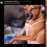 cachorro-caramelo-e-raca-do-mexico?-decisao-revolta-brasileiros:-“vao-comer-abacate”