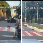 macaco-e-filmado-atravessando-na-faixa-de-pedestres-em-goiania;-veja