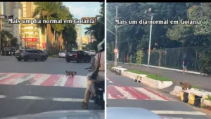 macaco-e-filmado-atravessando-na-faixa-de-pedestres-em-goiania;-veja