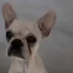 cadelinha-que-engoliu-55-pedras-de-crack-piora-em-joinville-e-precisa-de-uti-em-outra-cidade