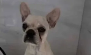 cadelinha-que-engoliu-55-pedras-de-crack-piora-em-joinville-e-precisa-de-uti-em-outra-cidade