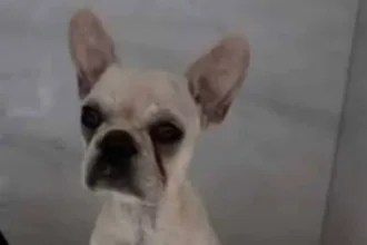 cadelinha-que-engoliu-55-pedras-de-crack-piora-em-joinville-e-precisa-de-uti-em-outra-cidade