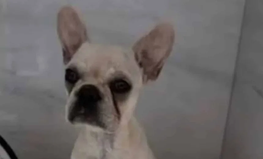 cadelinha-que-engoliu-55-pedras-de-crack-piora-em-joinville-e-precisa-de-uti-em-outra-cidade