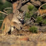 motociclista-relata-ataque-de-onca-parda-na-ms-340-em-ribas-do-rio-pardo