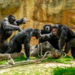 guerra-civil-de-chimpanzes-em-ngogo-resulta-em-28-mortes-no-parque-nacional-de-kibale