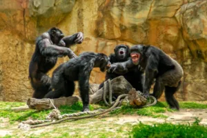 guerra-civil-de-chimpanzes-em-ngogo-resulta-em-28-mortes-no-parque-nacional-de-kibale