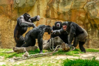 guerra-civil-de-chimpanzes-em-ngogo-resulta-em-28-mortes-no-parque-nacional-de-kibale