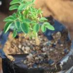 estudo-da-unesp-aponta-arvore-“milagrosa”-que-remove-98%-de-microplasticos-da-agua