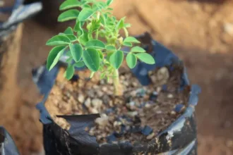 estudo-da-unesp-aponta-arvore-“milagrosa”-que-remove-98%-de-microplasticos-da-agua