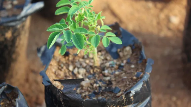 estudo-da-unesp-aponta-arvore-“milagrosa”-que-remove-98%-de-microplasticos-da-agua
