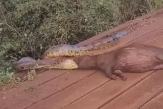 sucuri-arrasta-capivara-pela-cabeca-as-margens-de-corrego-em-ms;-video