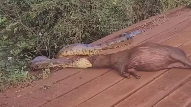 sucuri-arrasta-capivara-pela-cabeca-as-margens-de-corrego-em-ms;-video
