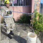 bombeiros-resgatam-serpente-peconhenta-em-calcada-de-caldas-novas