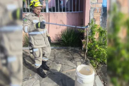 bombeiros-resgatam-serpente-peconhenta-em-calcada-de-caldas-novas