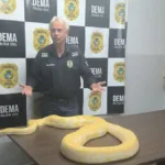 piton-flagrada-em-aruana-e-apreendida-e-deve-ser-encaminhada-ao-zoologico-de-goiania;-video