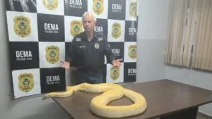 piton-flagrada-em-aruana-e-apreendida-e-deve-ser-encaminhada-ao-zoologico-de-goiania;-video