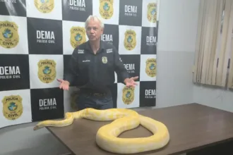 piton-flagrada-em-aruana-e-apreendida-e-deve-ser-encaminhada-ao-zoologico-de-goiania;-video