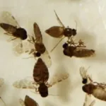 goias-confirma-primeiro-caso-de-febre-oropouche