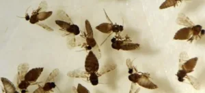 goias-confirma-primeiro-caso-de-febre-oropouche