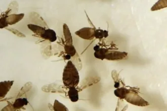 goias-confirma-primeiro-caso-de-febre-oropouche