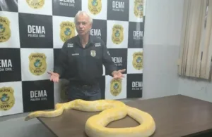 cobra-piton-albina-apreendida-em-anapolis-sera-encaminhada-ao-zoologico