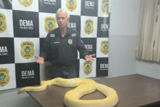 cobra-piton-albina-apreendida-em-anapolis-sera-encaminhada-ao-zoologico
