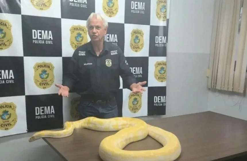 cobra-piton-albina-apreendida-em-anapolis-sera-encaminhada-ao-zoologico