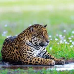 gerente-de-fazenda-registra-encontro-com-onca-pintada-em-lavoura-de-mato-grosso